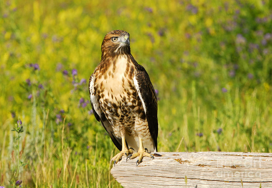 Red Tailed Hawk #3 Photograph by Dennis Hammer