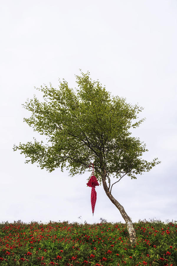 Nature Photograph - Red Umbrella #3 by Joana Kruse