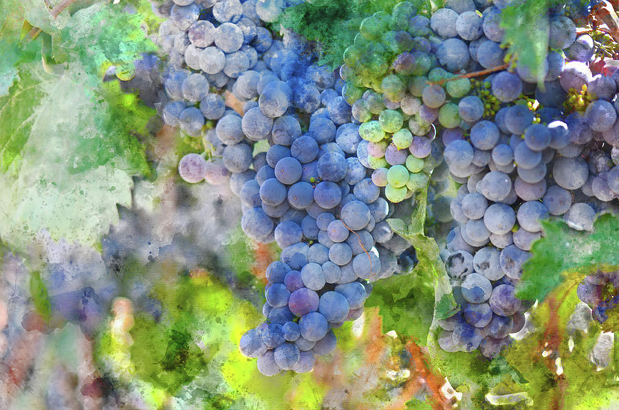 Red Wine Grapes on the Vine #3 Photograph by Brandon Bourdages