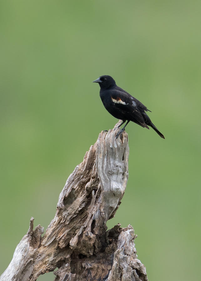 Red-Winged Blackbird  Photograph by Holden The Moment