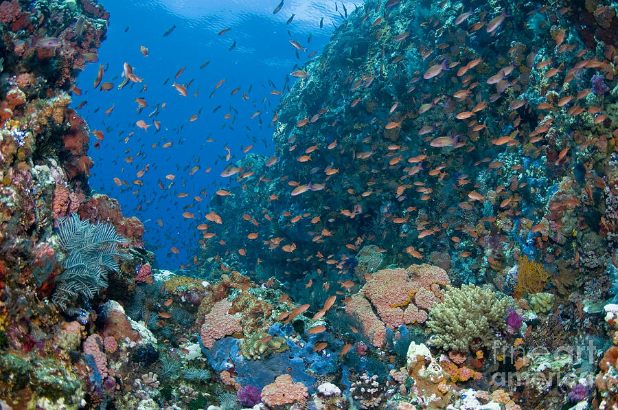 Reef Scene With Corals And Fish #3 Photograph by Mathieu Meur