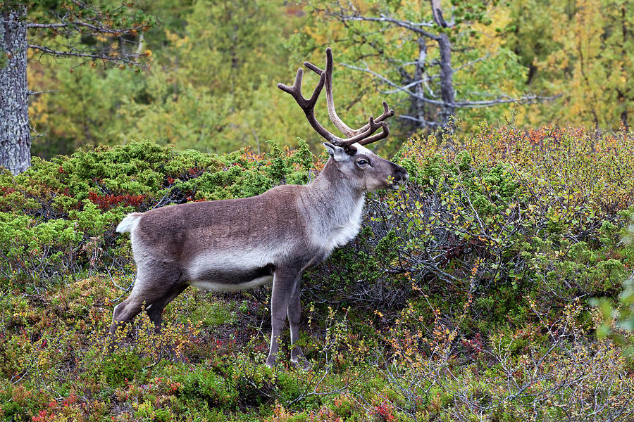 Reindeer #3 Photograph by Aivar Mikko