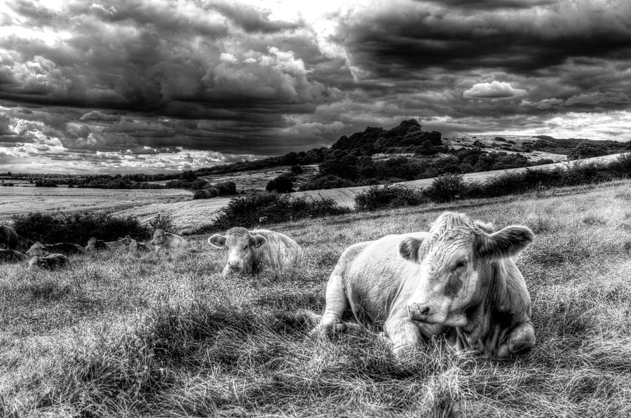 Resting Cows #3 Photograph by David Pyatt