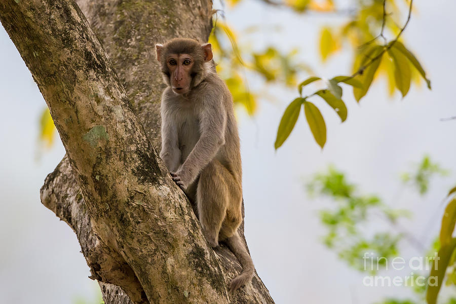 Rhesus Macaque, India #3 Photograph by B. G. Thomson