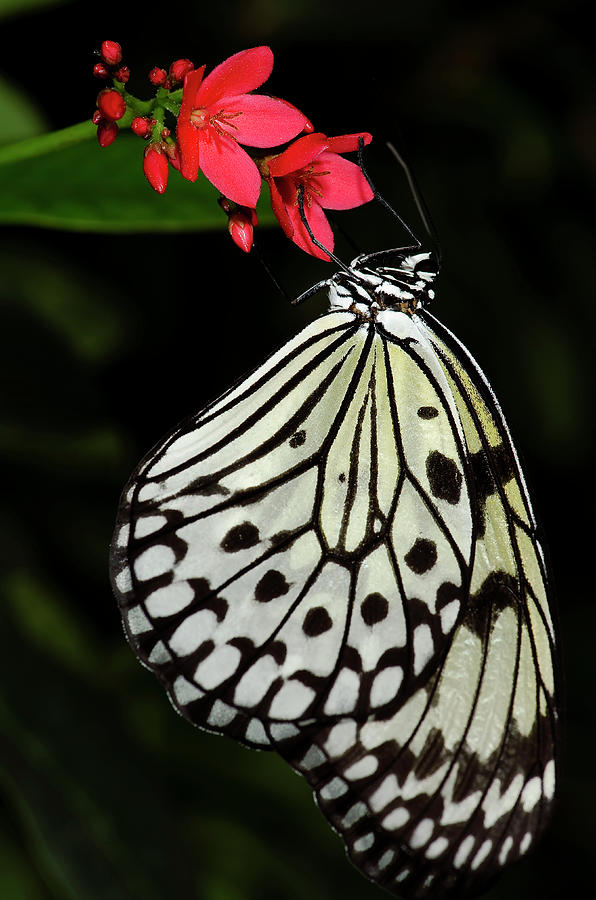 Rice Paper Butterfly #3 Photograph by JT Lewis