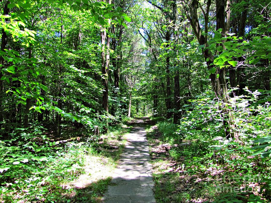 Rim Rock Trail - Illinois Photograph by Jessica Anne - Fine Art America