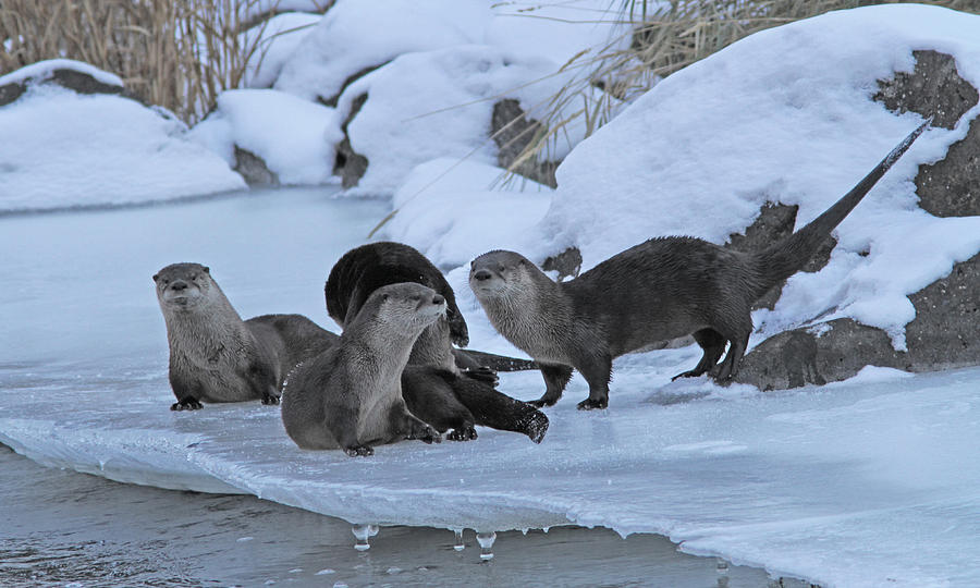 River Otters #3 Photograph by Gary Wing