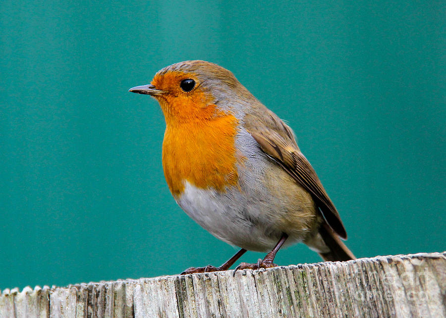Robin #1 Photograph by SnapHound Photography
