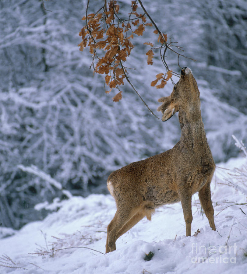 Deer Photograph - Roe Deer #3 by Hans Reinhard