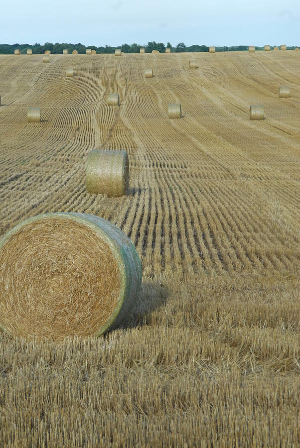 Agriculture Photograph - Rolled hay #3 by David Campione