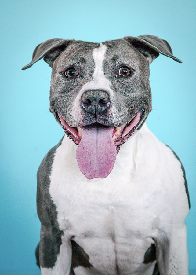 Dog Photograph - Roscoe2 #3 by Pit Bull Headshots by Headshots Melrose