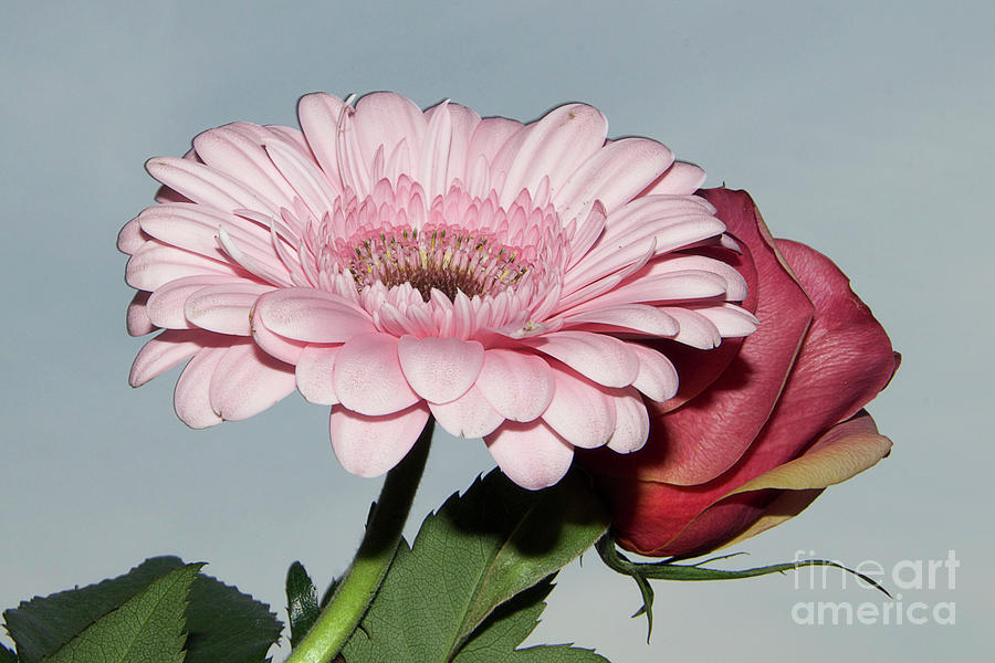Flower Photograph - Rose And Gerber #3 by Elvira Ladocki