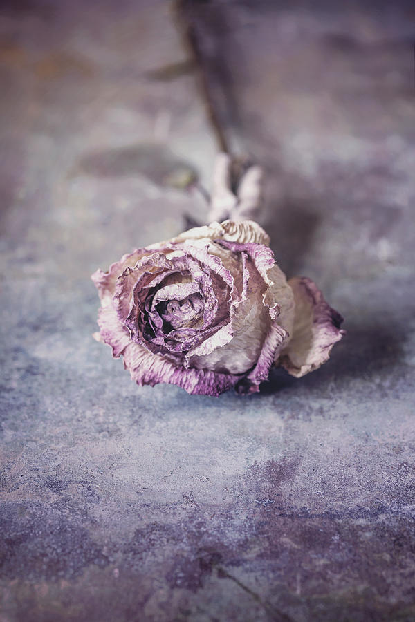 Rose #4 Photograph by Maria Heyens
