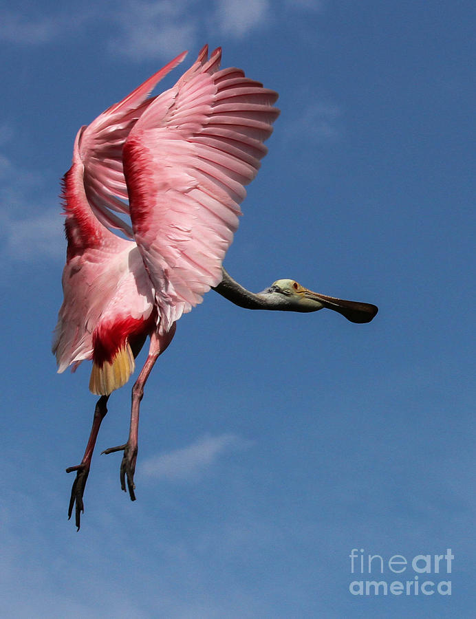 Roseate Spoonbill #3 Photograph by Scott Moore - Fine Art America