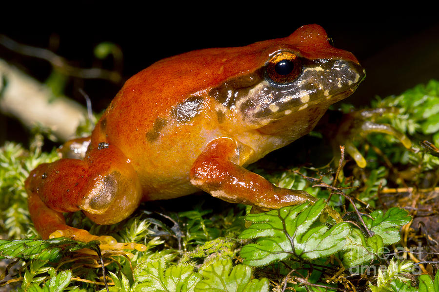 Rosy Ground Frog #3 Photograph by Dant Fenolio