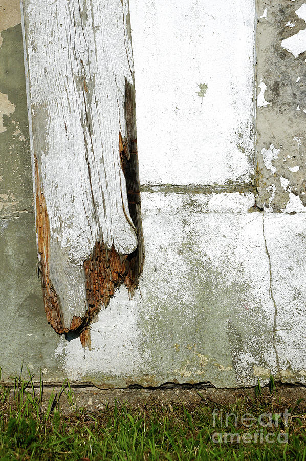 Rotting wood #3 Photograph by Tom Gowanlock