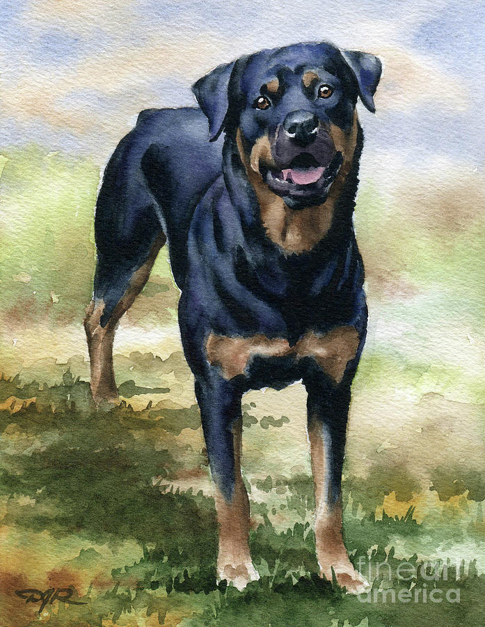 Rottweiler Painting - Rottweiler #3 by David Rogers