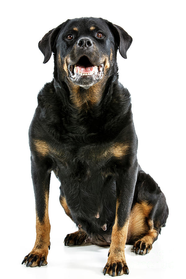 Rottweiler dog #3 Photograph by Gunnar Orn Arnason
