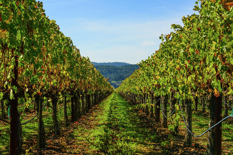 Row of Grapevines #3 Photograph by Brandon Bourdages