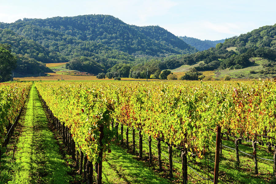 Rows of Grapevines in Napa Valley California #3 Photograph by Brandon Bourdages