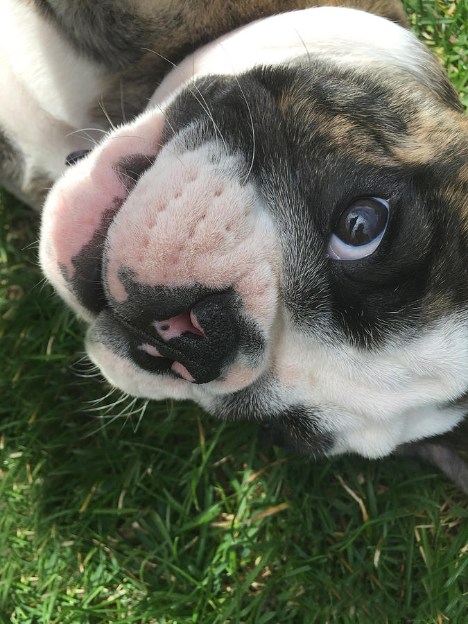 Dog Photograph - Roxy the Bulldog Puppy #3 by Tracey Rees