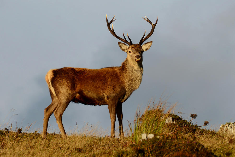 Royal Stag #3 Photograph by Gavin MacRae