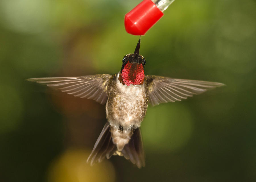 Ruby-Throated Hummingbird #3 Photograph by Robert L Jackson