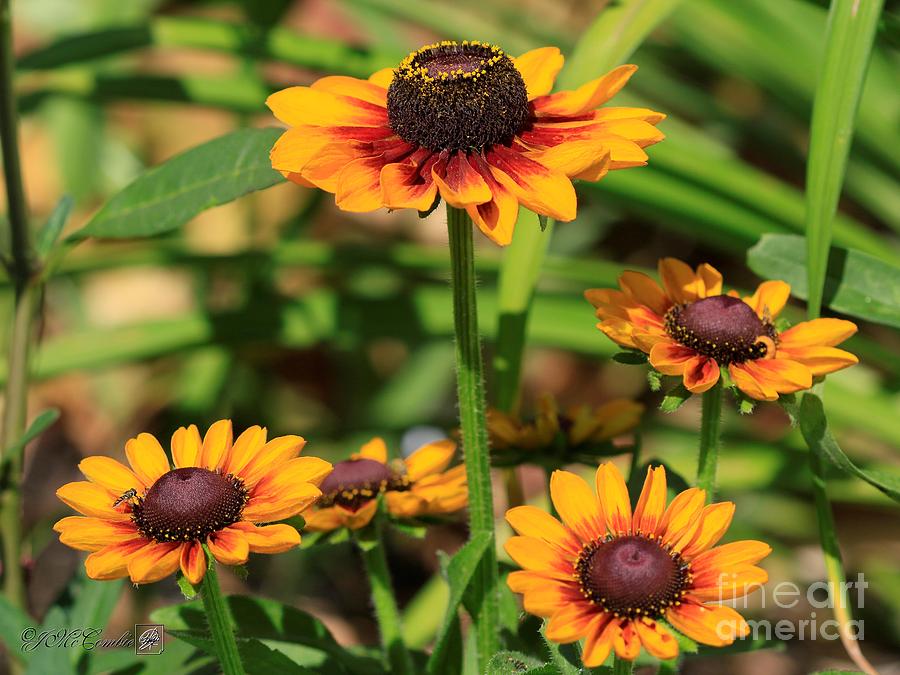 Rudbeckia named Toto Rustic #2 Photograph by J McCombie