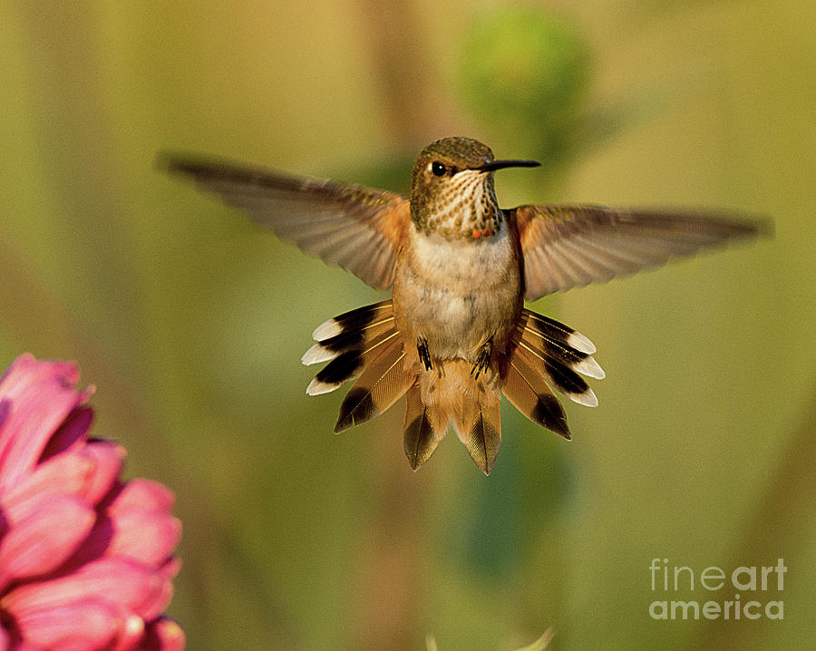 Hummingbird Photograph - Rufous Hummingbird #3 by Dennis Hammer