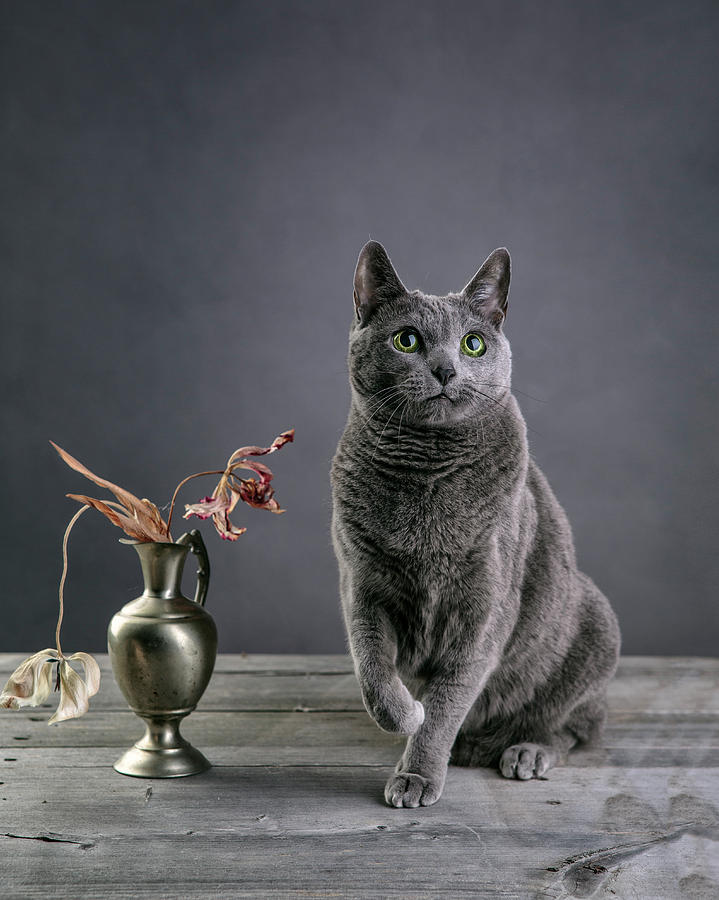 Cat Photograph - Russian Blue Cat #3 by Nailia Schwarz