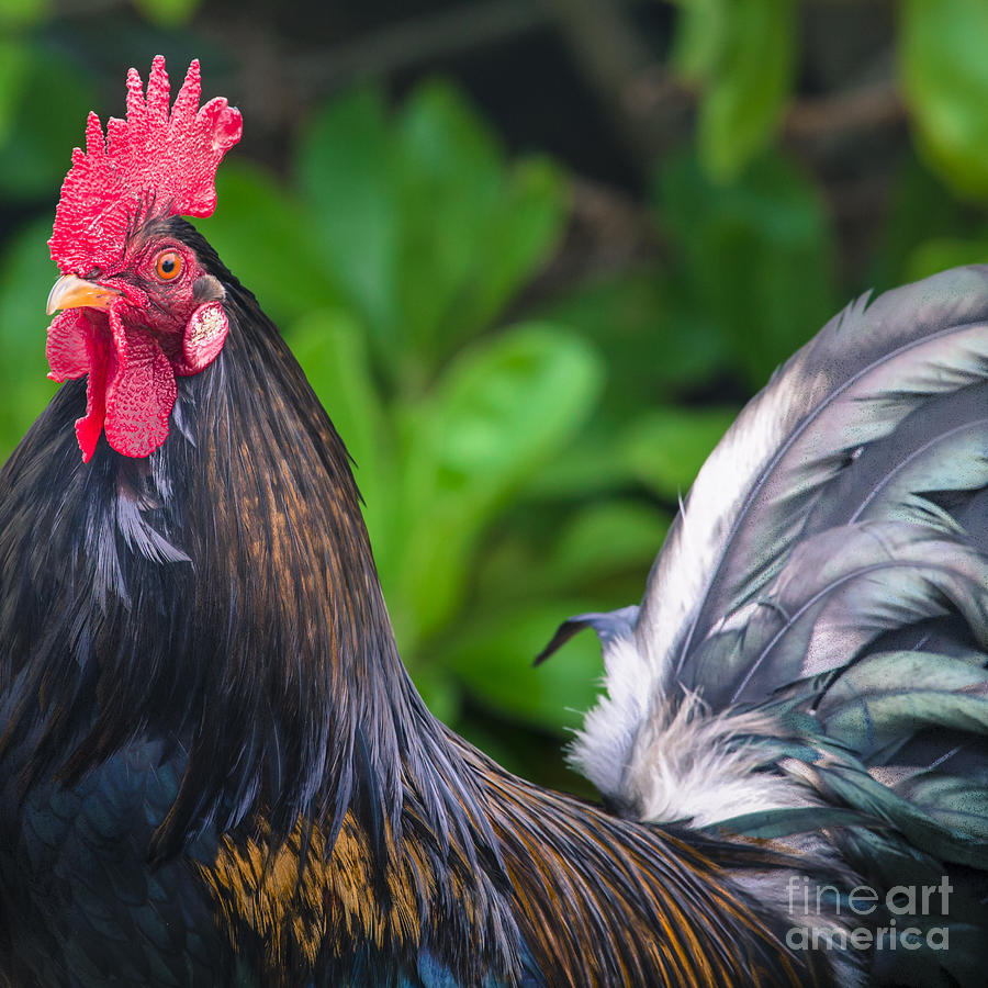 Ruster Chicken Portrait In Hawaii Photograph By Mariusz Prusaczyk