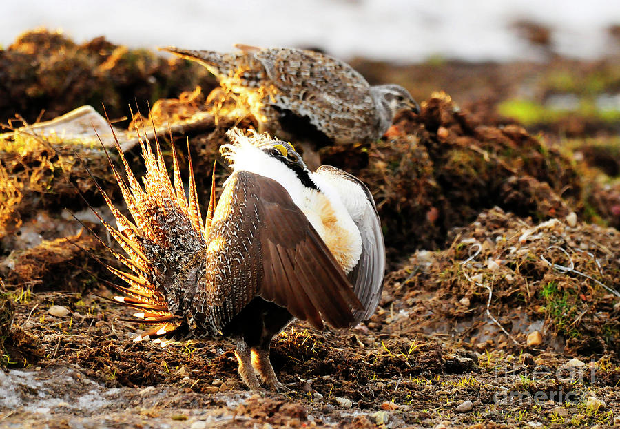 Sage Grouse #3 Photograph by Dennis Hammer