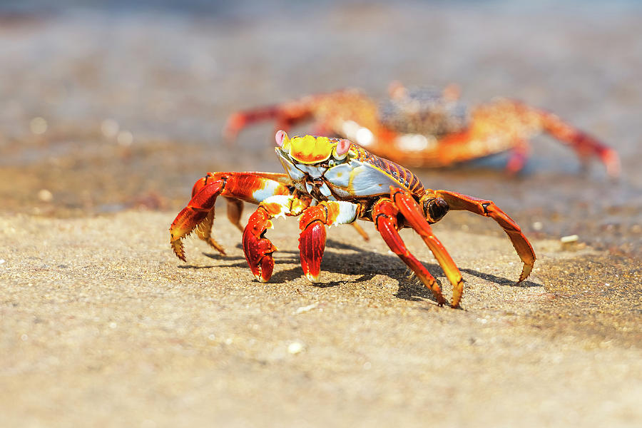 Sally Lightfoot crab on Galapagos Islands #3 Photograph by Marek Poplawski