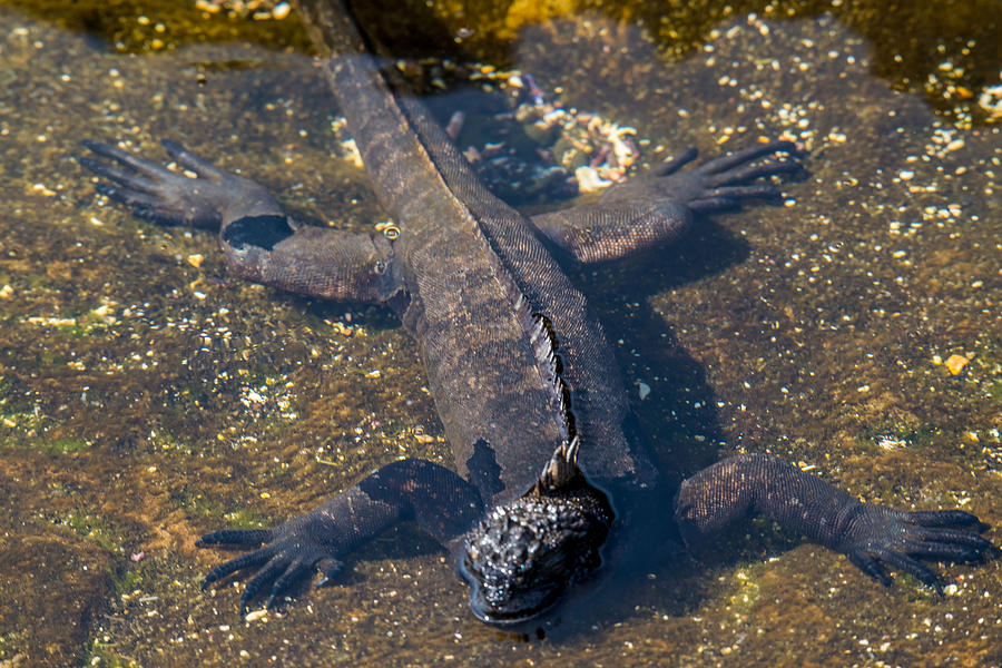 Santiago Marine Iguana #3 Photograph by Harry Strharsky