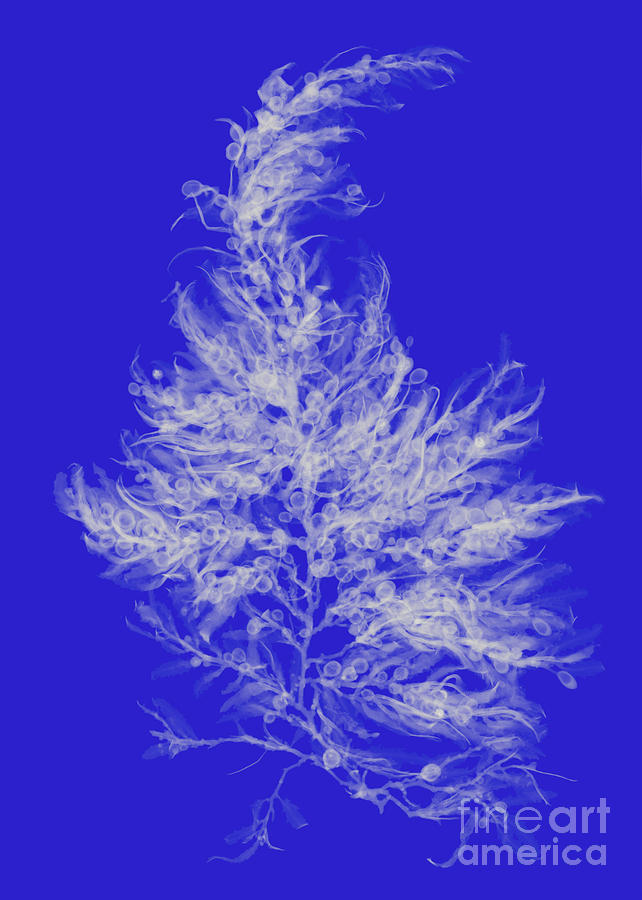 Sargassum Seaweed, X-ray #3 Photograph by Ted Kinsman