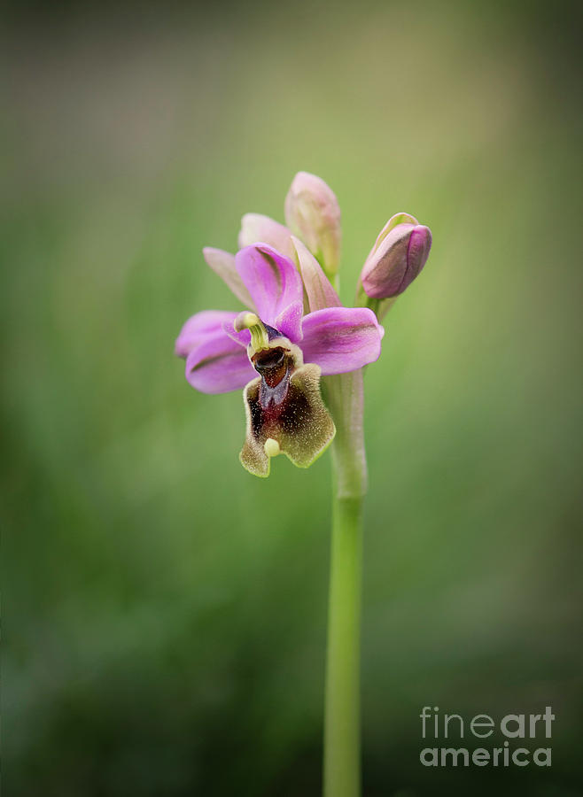 Sawfly orchid, Ophrys tenthredinifera #3 Photograph by Perry Van Munster