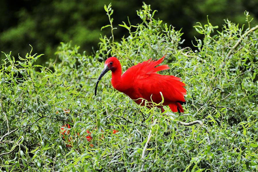 Scarlet Ibis #4 Photograph by Bill Hosford