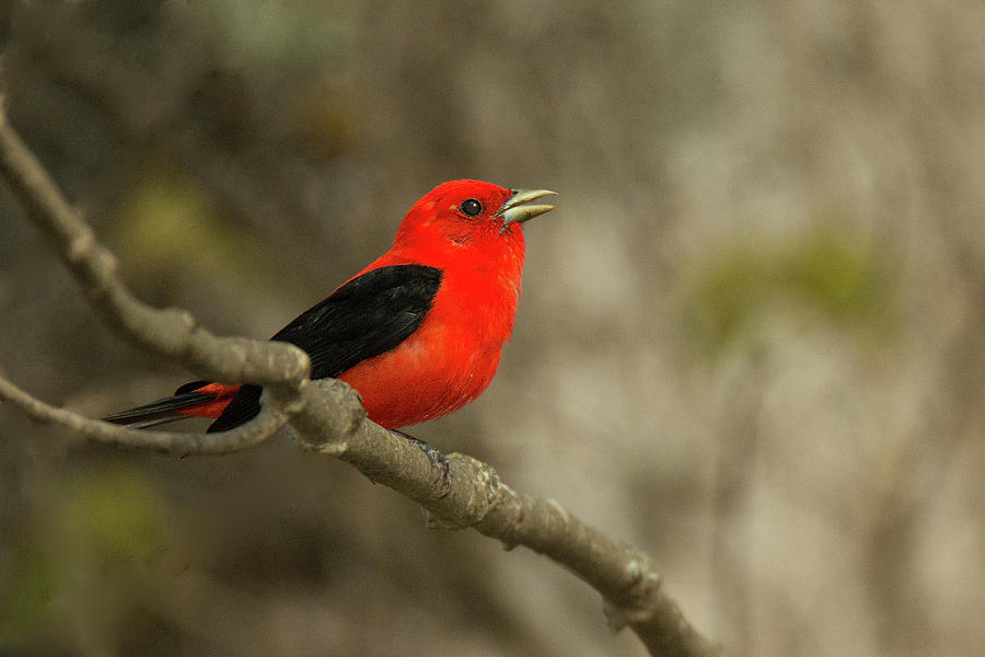 Scarlet Tanager #3 Photograph by Alan Lenk