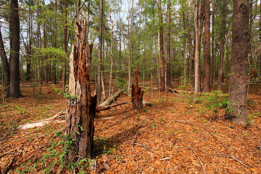Scenic Forest Trees from East Texas Photograph Picture Fine Art  #3 Photograph by M K Miller