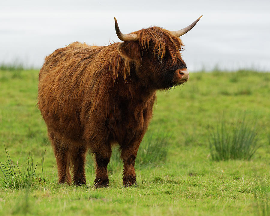 Scottish Highland cattle grazing Photograph by Bruce Beck | Fine Art ...