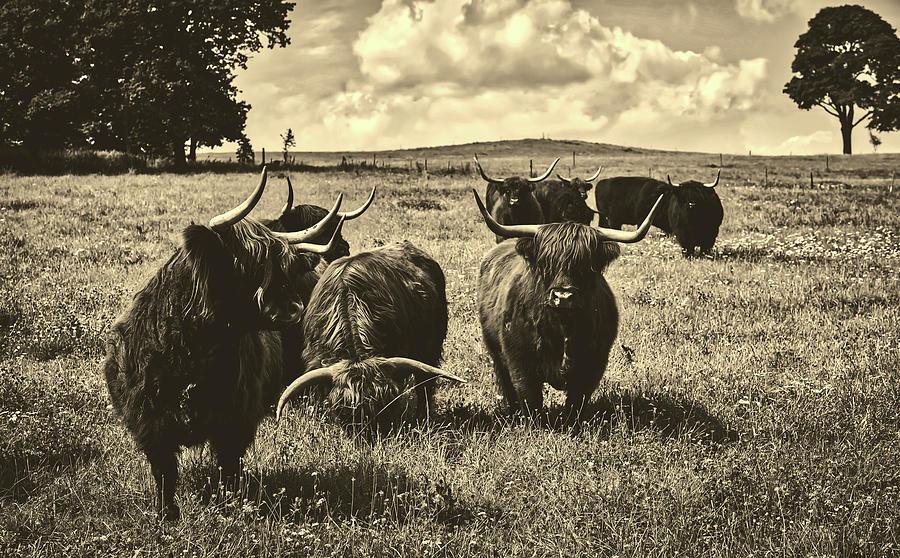 Scottish Highland Cattle #3 Photograph by Mountain Dreams