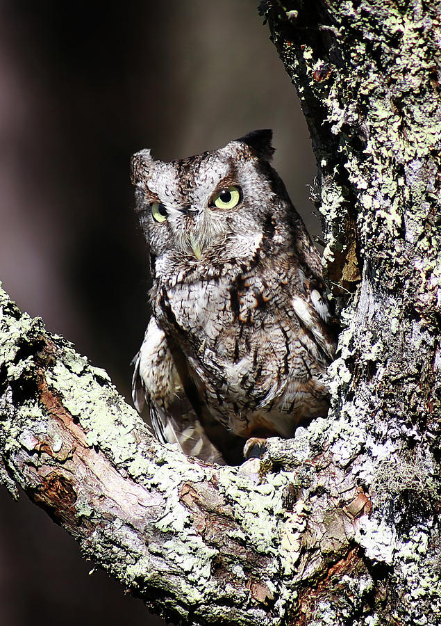 Screech owl #3 Photograph by SC Shank