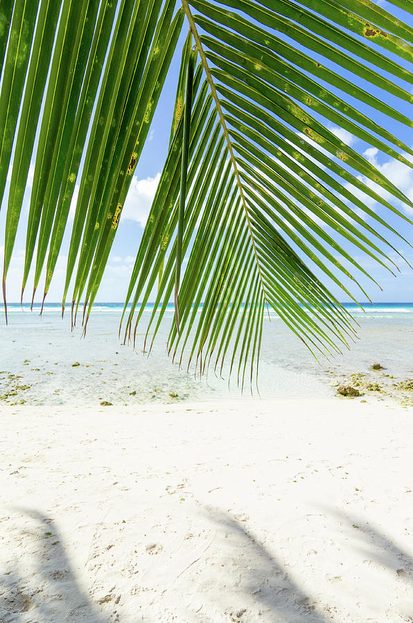 Sea Palm Photograph by Ferry Zievinger