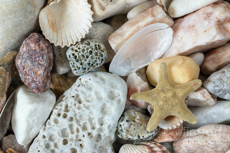 Sea Pebbles With Shells And Starfish #3 Photograph by Michal Boubin