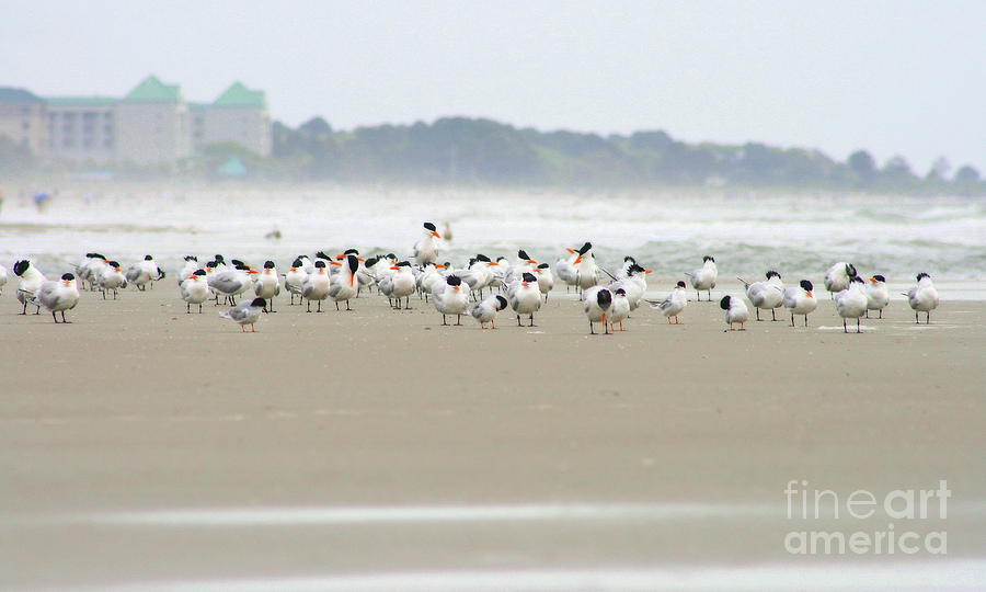 Seabirds on Hilton Head Shoreline #2 Photograph by Angela Rath