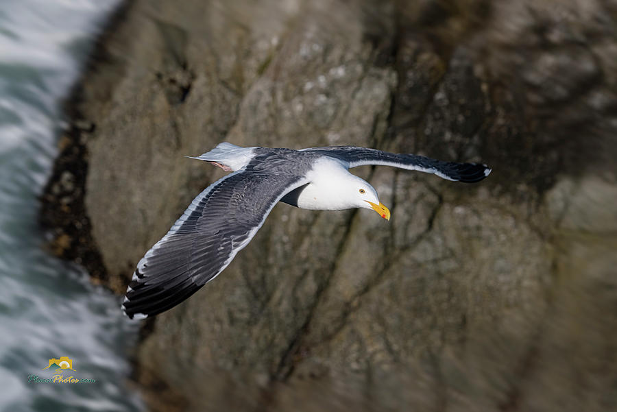 Seagull #3 Photograph by Jim Thompson