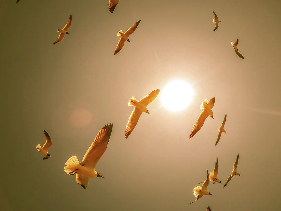 Seagulls Flying In The Sunny Sky #3 Photograph by Alex Grichenko