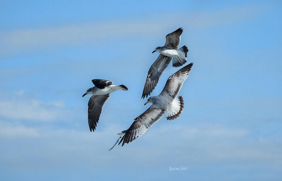 3 Seagulls In Flight Photograph