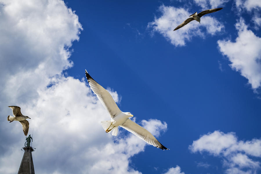 Seagull Photograph - 3 Seagulls by Mihailo Radosavljevic
