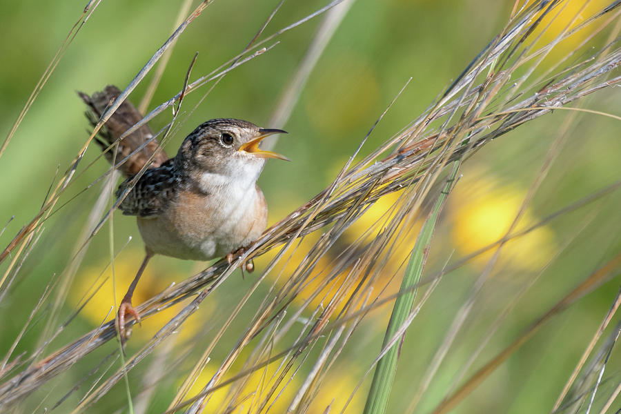 Sedge Wren Photograph By Mike Timmons - Fine Art America